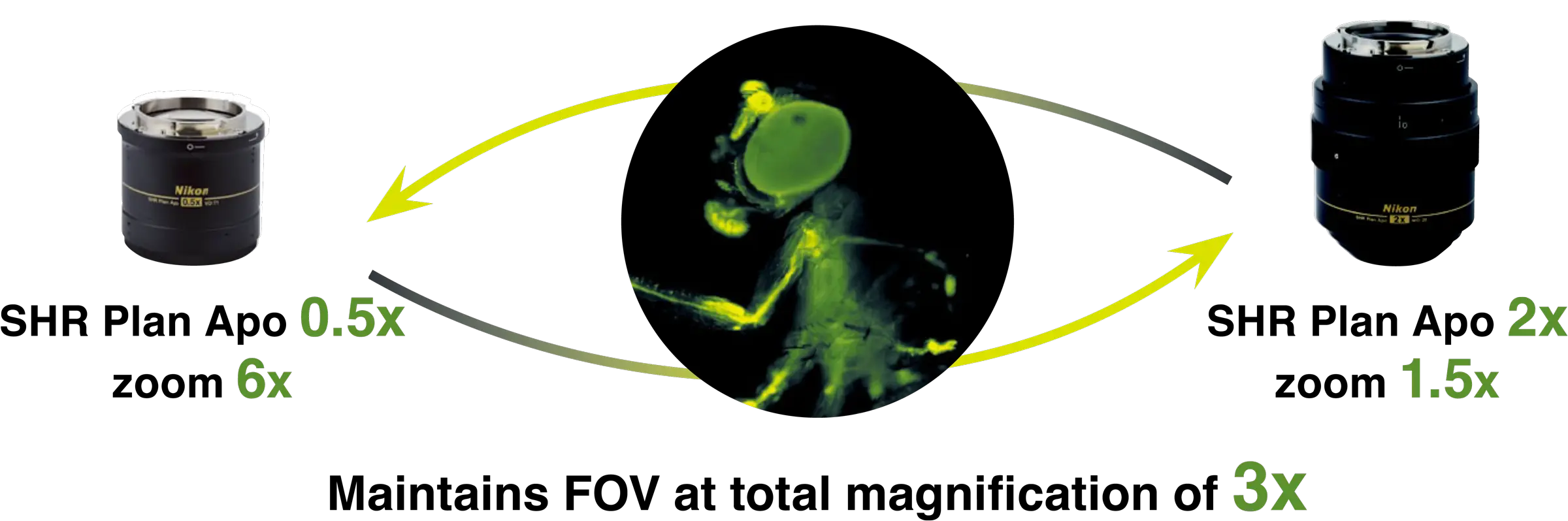 Auto Link Zoom (ALZ) on the SMZ25 supporting seamless viewing at different magnification scales