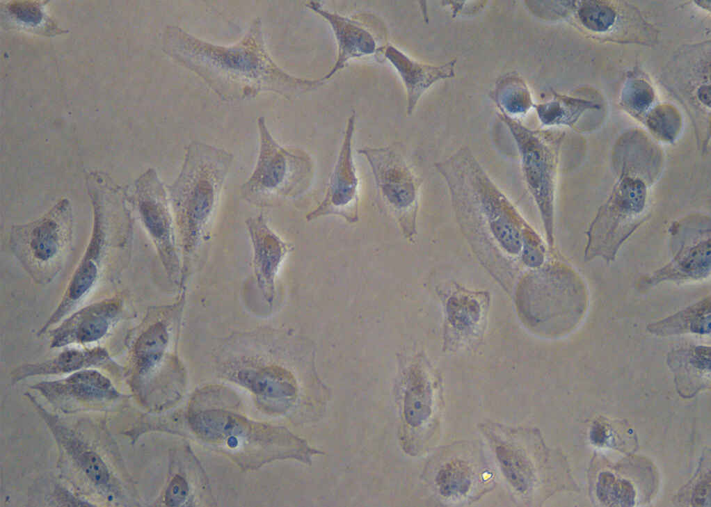 LED-based high-quality Diascopic observation sample image captured on the Nikon ECLIPSE Ts2